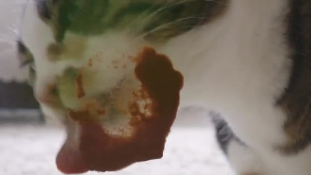 Roztomilý Kočka Olizovat Potraviny Plastového Sáčku Doma — Stock video