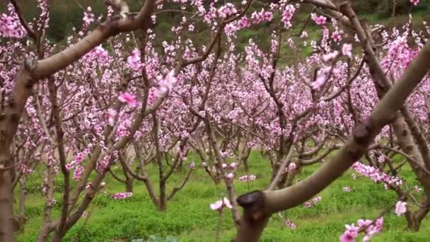 Blossoming sakura garden, tender pink flowers