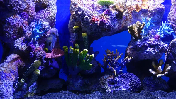 Pesce Corallo Acquario Sottomarino Esotico — Foto Stock