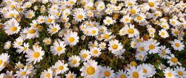   Güzel bahar papatya alan                 