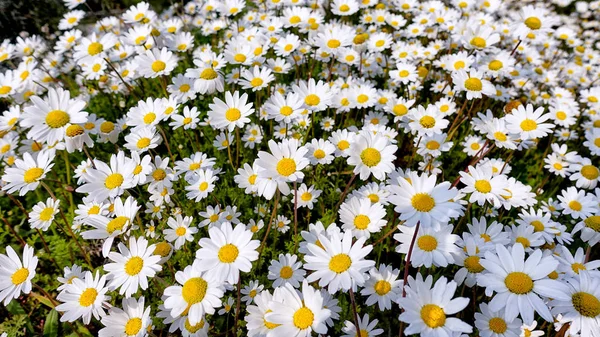 Schönes Frühlingsblumenfeld — Stockfoto