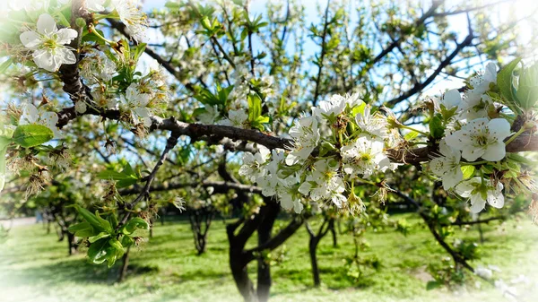 Blooming cherry orchard, spring background.