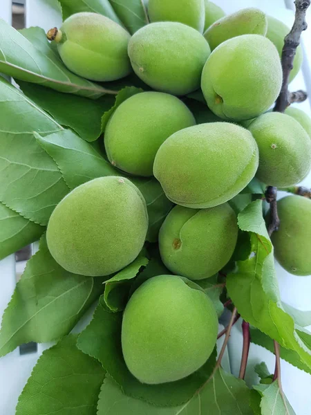 Cagla- fresh green almonds (cagla)
