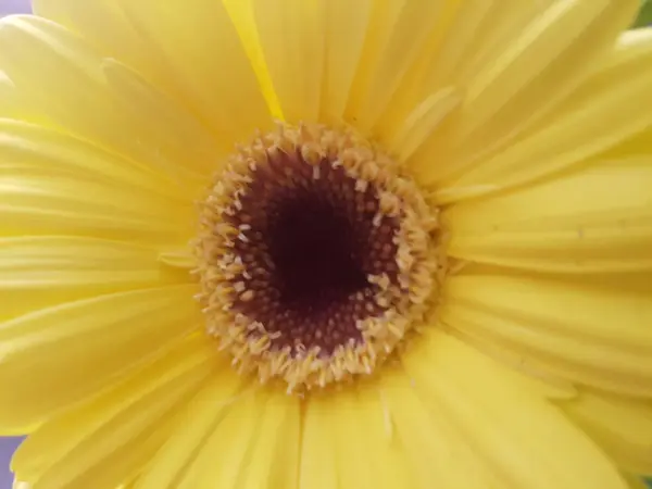 Fechar Vista Flor Amarela Brilhante — Fotografia de Stock