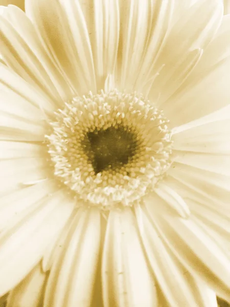 Tender beige flower, cropped.