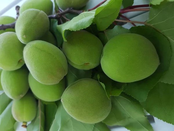 Close view of fresh green almonds on branches