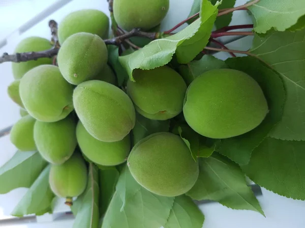 Fresh green almonds on branches