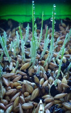 Su damlaları ile büyüyen çim tohumları