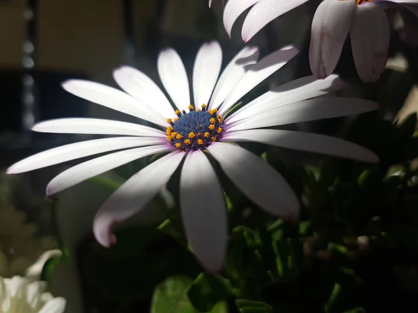 Daisy flowers in shadow and sunlight