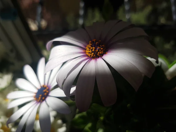 Daisy flowers in shadow and sunlight