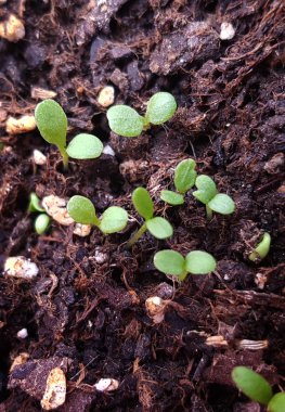 Topraktaki fidelerin yeşil yaprakları