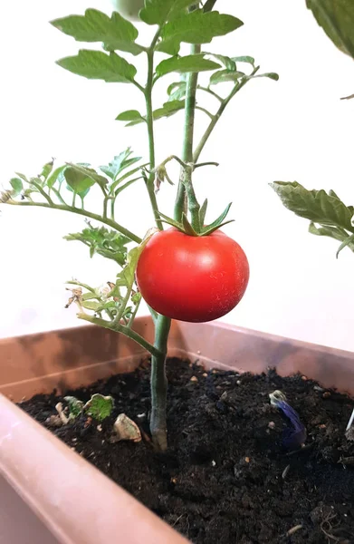 Tomaten Zaailing Close View — Stockfoto