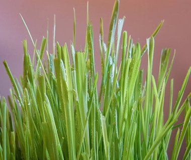Degrade kahverengi arka planda yeşil çim kırpılmış görünümü