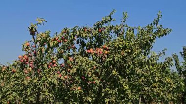 Erik ağacında taze erikler