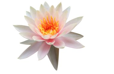 Su gibi açan çiçek, izole arkaplanda turuncu renk.