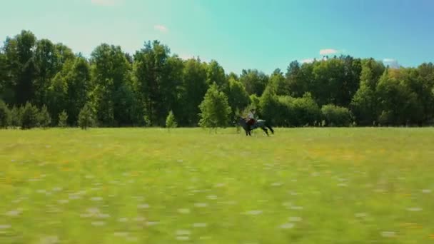 Letecký: kůň se ženou na koni cválající přes pole v létě slunečný den — Stock video