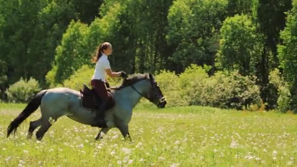 Jovem mulher montando cavalo cinza no campo no verão dia ensolarado, treinamento equestre — Vídeo de Stock