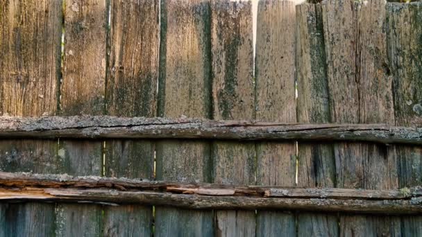 Moss y setas cubierto cerca de madera vieja. Valla mohosa y podrida en el campo — Vídeos de Stock