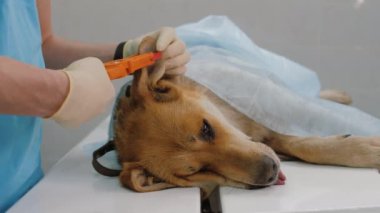 Veteriner köpek kulağına bir kimlik çipi yerleştirir.