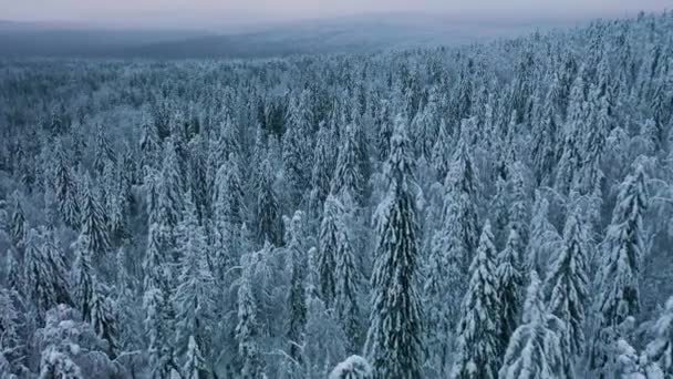 Повітряний вид снігових ялинок. Заморожений сніг вкрив зимовий ліс у Фінляндії. — стокове відео