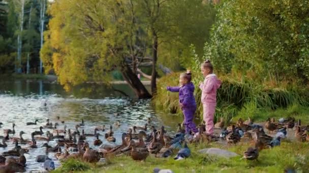 Duas meninas alimentando patos junto ao lago no parque de outono — Vídeo de Stock