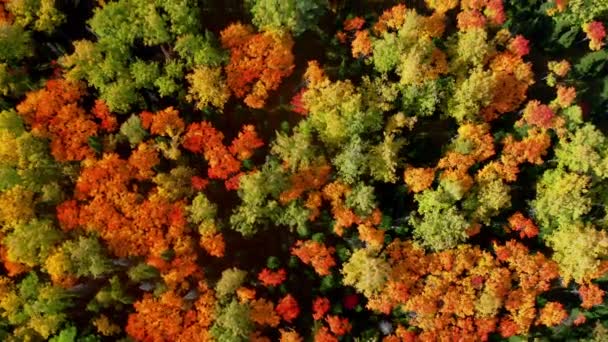 De cima para baixo: voando acima de árvores coloridas de floresta caduca no outono — Vídeo de Stock
