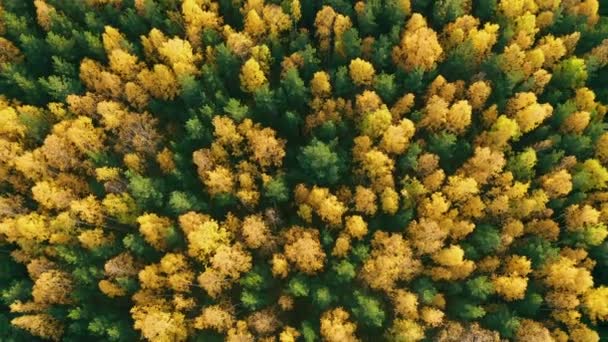 Vista dall'alto della foresta in autunno. Conifere verdi, alberi decidui con foglie gialle — Video Stock