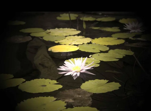White waterlily on lake - condolence card