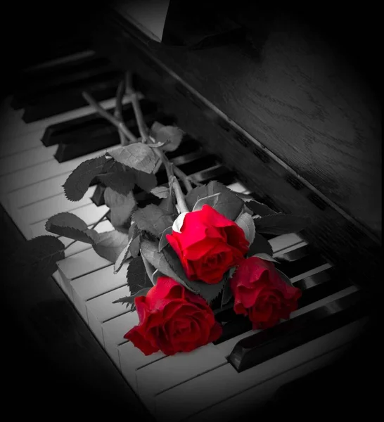 Roses Rouges Sur Les Volets Piano Carte Condoléances — Photo