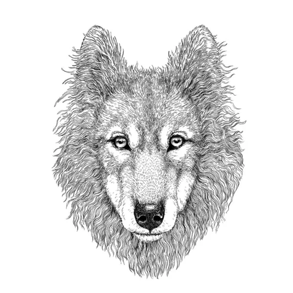 Drawing wolf's head, wolfhound Royalty Free Stock Photos