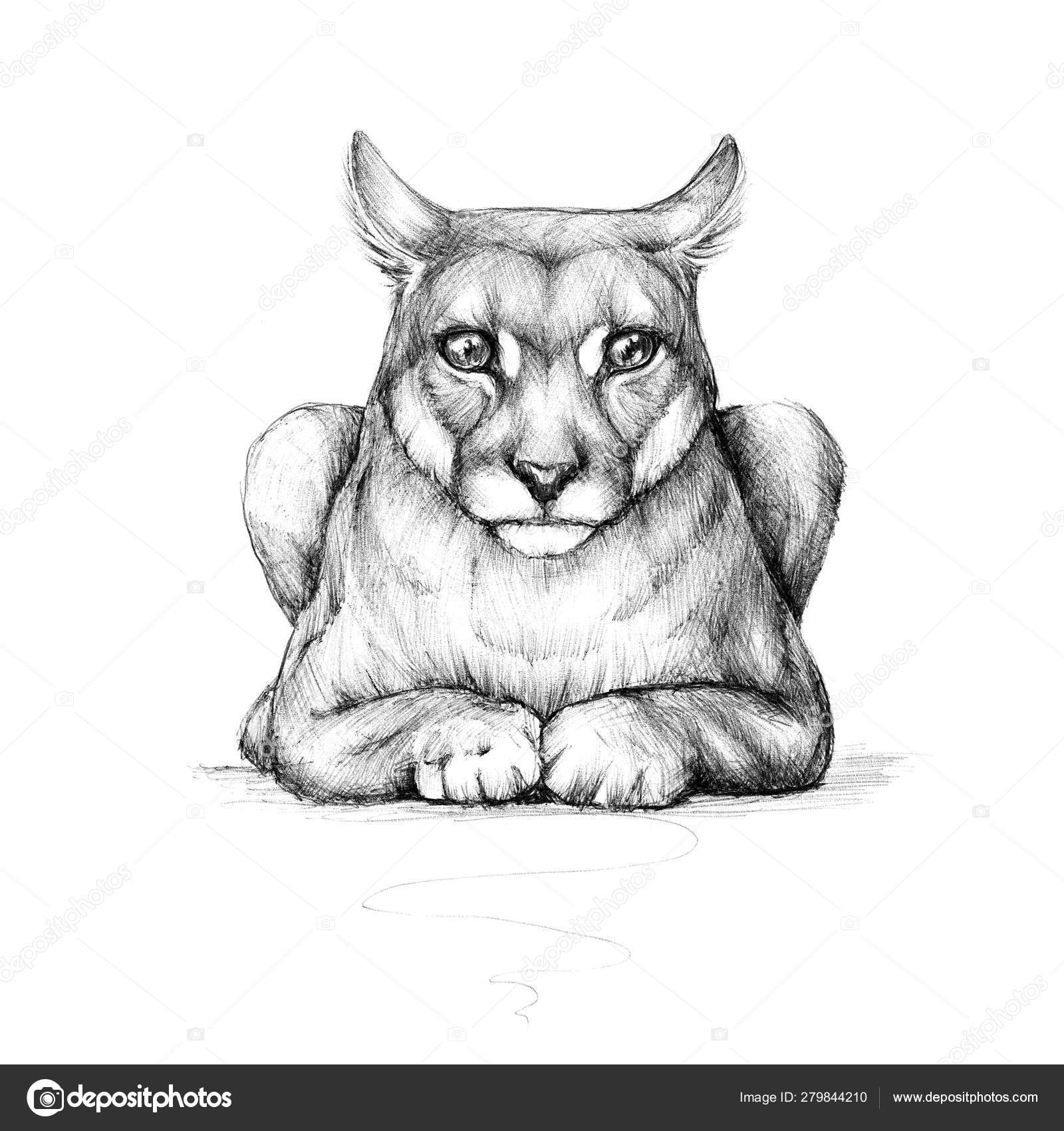 puma drawing