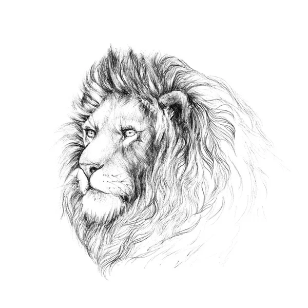 Portrait lion head with a mane, sketch Royalty Free Stock Photos