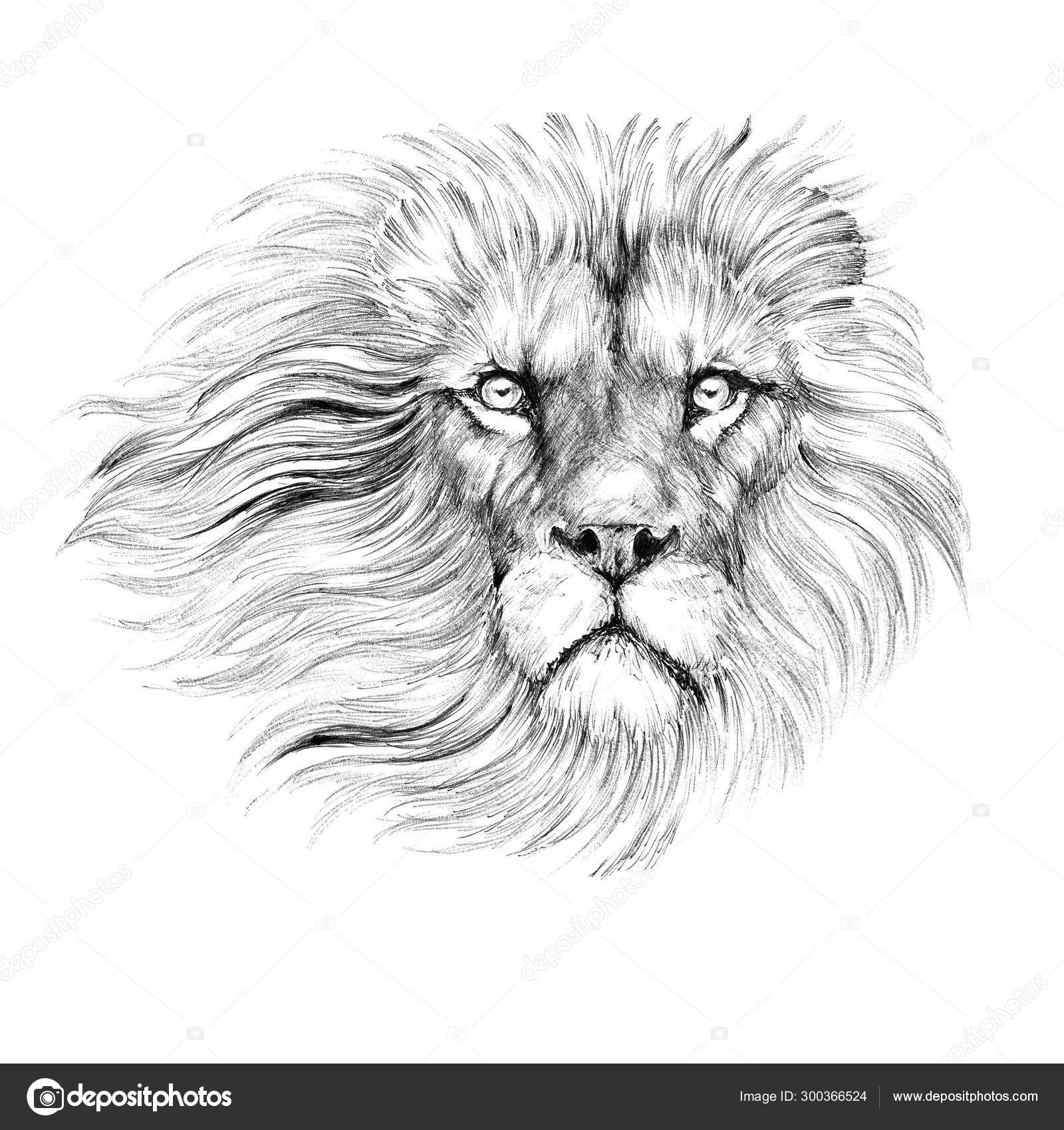 Drawing Lion Head Leo Mane Portrait Tattoo Stock Photo Image By C Vensk 300366524