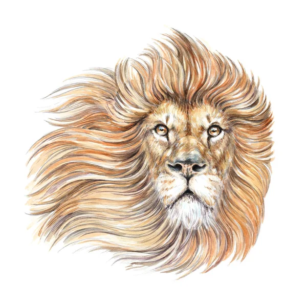 Watercolor drawing lion head, portrait, mane Stock Picture