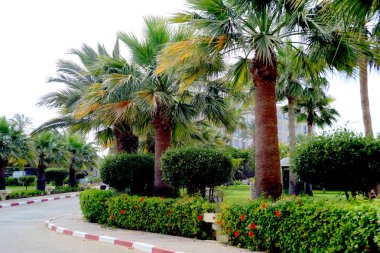                  Afrika tarihi palms batımında dağlarda bir vaha deniz karşı