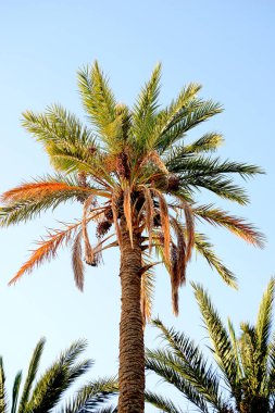                 Afrika tarihi palms batımında dağlarda bir vaha deniz karşı