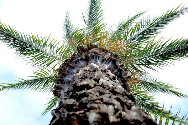 Palmiers Dattiers Afrique Contre Mer Des Montagnes Coucher Soleil Dans — Photo