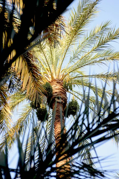 Palmiers Dattiers Afrique Contre Mer Des Montagnes Coucher Soleil Dans — Photo