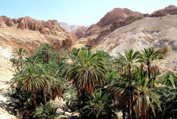 Date palms in Africa against the sea of mountains at sunset in an oasis