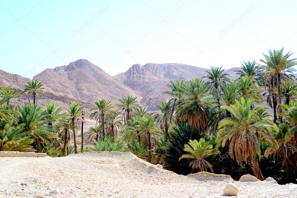                  Date palms in Africa against the sea of mountains at sunset in an oasis
