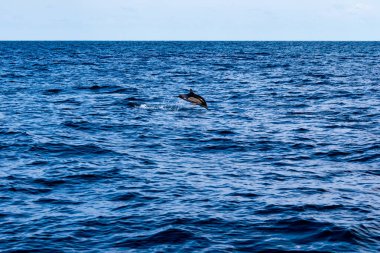  Yunuslar denize atlar. Su altı dünyası. Yunus denizin derinliklerine atlıyor. Karadeniz. Güzel Yunus. 