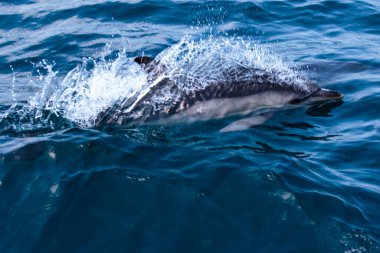  Yunuslar denize atlar. Su altı dünyası. Yunus denizin derinliklerine atlıyor. Karadeniz. Güzel Yunus. 