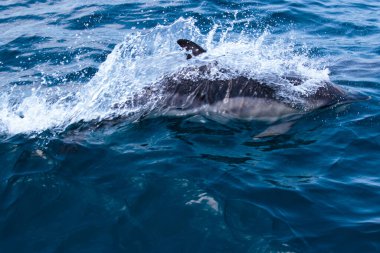  Yunuslar denize atlar. Su altı dünyası. Yunus denizin derinliklerine atlıyor. Karadeniz. Güzel Yunus. 