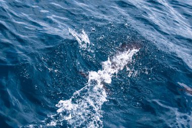  Yunuslar denize atlar. Su altı dünyası. Yunus denizin derinliklerine atlıyor. Karadeniz. Güzel Yunus.  .