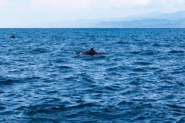  Yunuslar denize atlar. Su altı dünyası. Yunus denizin derinliklerine atlıyor. Karadeniz. Güzel Yunus.  .