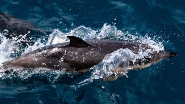  Yunuslar denize atlar. Su altı dünyası. Yunus denizin derinliklerine atlıyor. Karadeniz. Güzel Yunus.  .