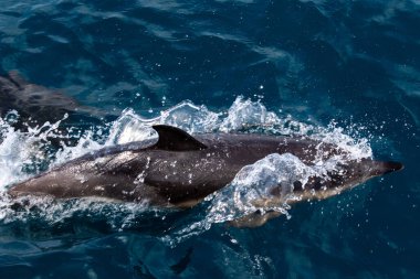  Yunuslar denize atlar. Su altı dünyası. Yunus denizin derinliklerine atlıyor. Karadeniz. Güzel Yunus.  .