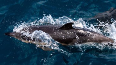  Yunuslar denize atlar. Su altı dünyası. Yunus denizin derinliklerine atlıyor. Karadeniz. Güzel Yunus. 