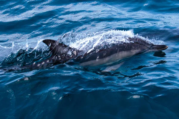 イルカは海に飛び込む 水中世界 イルカの海の深さでジャンプします 黒海だ 美しいイルカ — ストック写真
