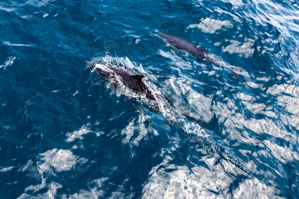 イルカは海に飛び込む 水中世界 イルカの海の深さでジャンプします 黒海だ 美しいイルカ — ストック写真